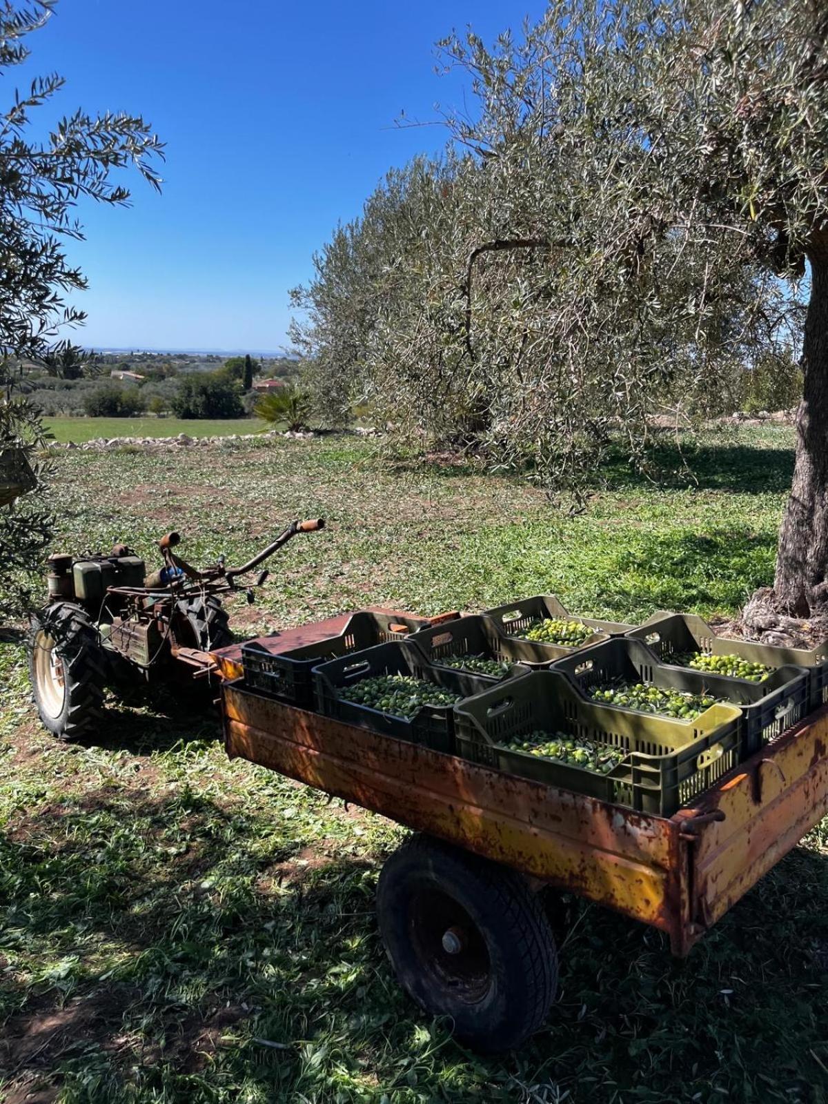 La Bella Vita Agriturismo キアラモンテ・グルフィ エクステリア 写真